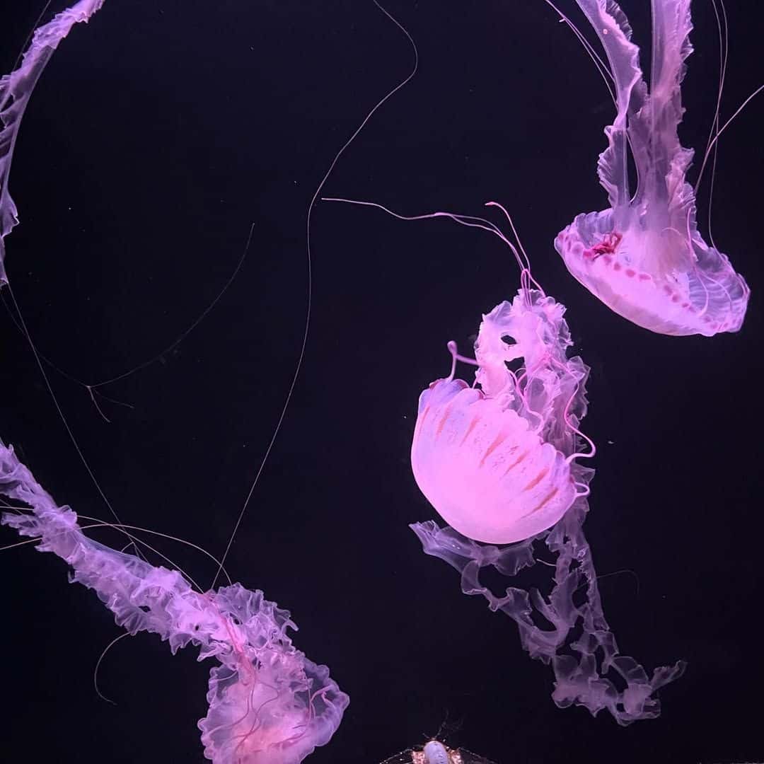 Aquarium de Paris4