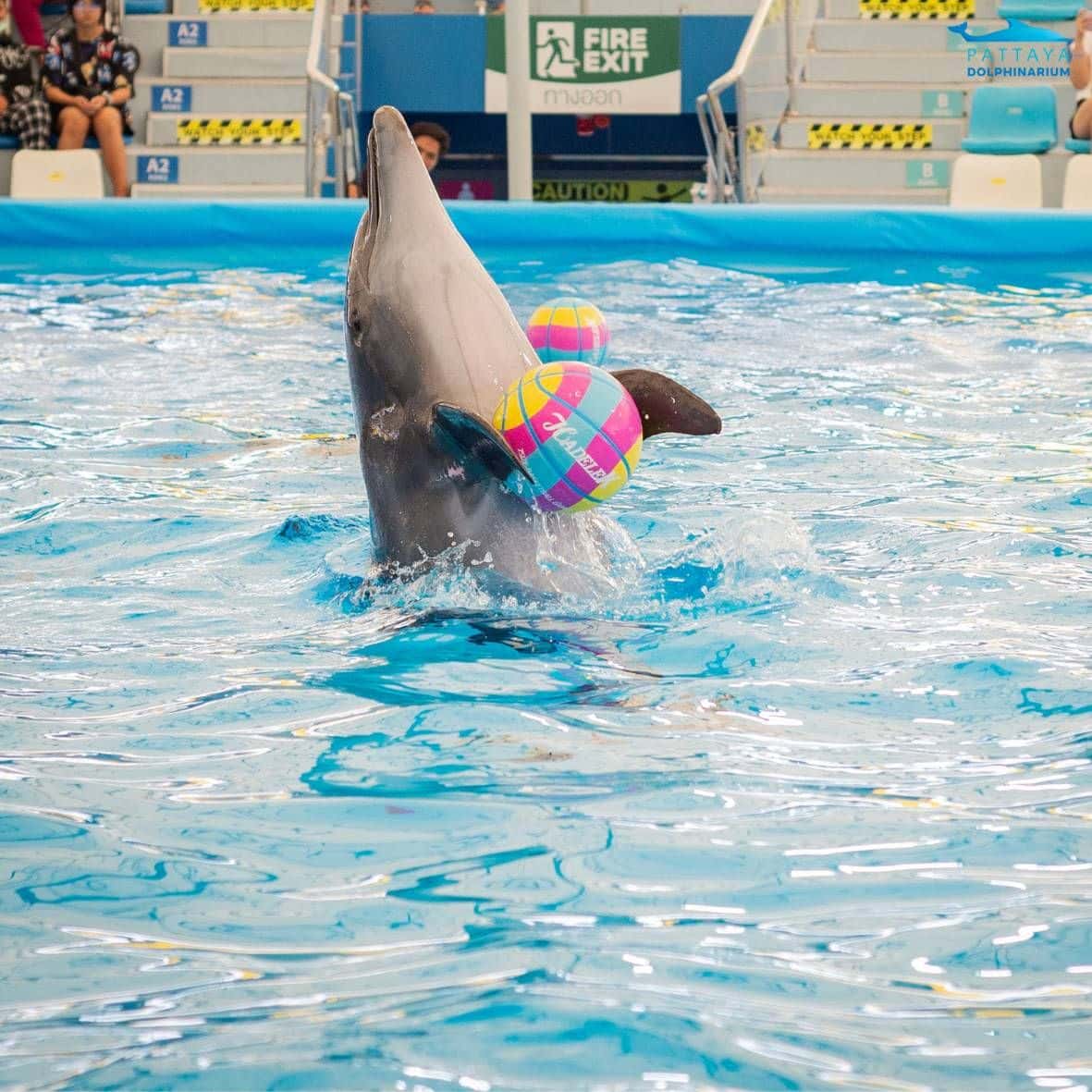 Pattaya Dolphinarium1
