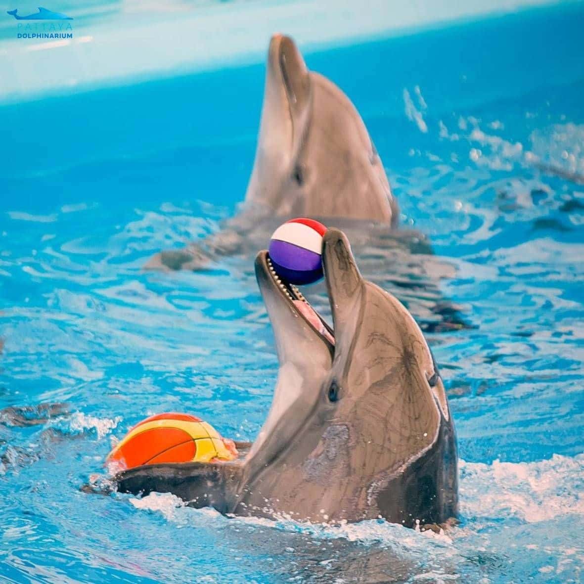 Pattaya Dolphinarium2