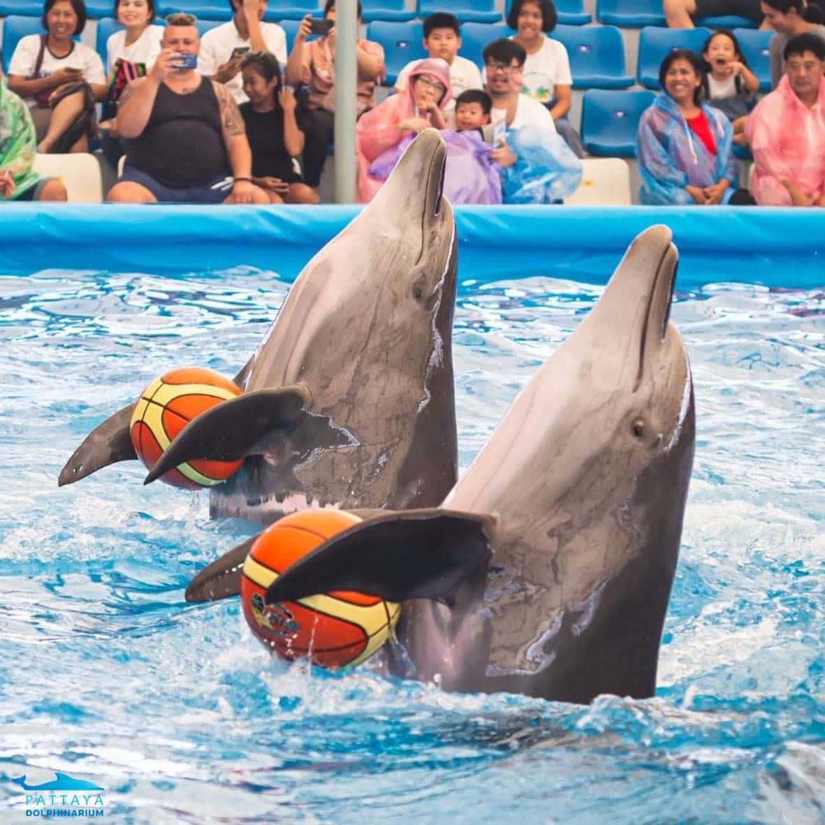 Pattaya Dolphinarium3