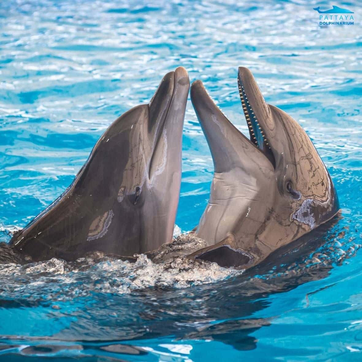 Pattaya Dolphinarium4