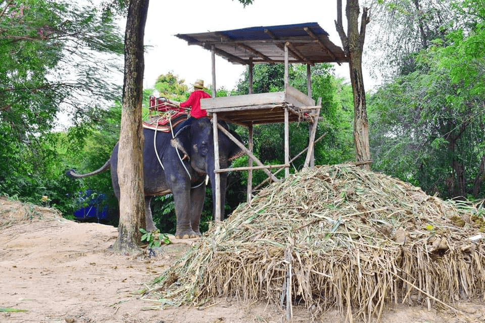 ช้างสยาม กระทิงลาย พัทยา1