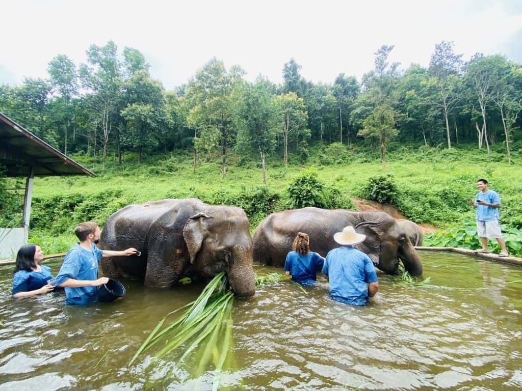 Afternoon Trip: HALF DAY ETHICAL LANNA KINGDOM ELEPHANT SANCTUARY with Pick up and Drop off Trips and Day Trips4