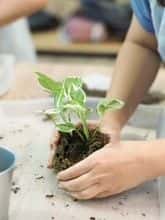 เวิร์กชอปโคเคดามะในยี่ชุน สิงคโปร์1