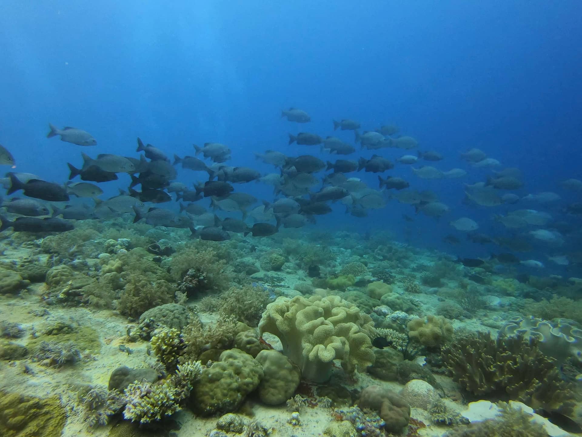 Beginner Diving for Non-Certified by Bali Stingray
