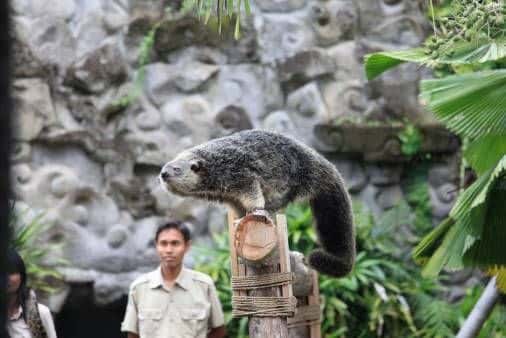 International Ticket Bali Safari with Transport1