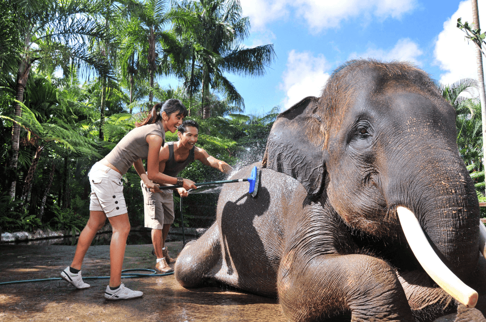 Jumbo Wash The Elephant & Safari Ride4