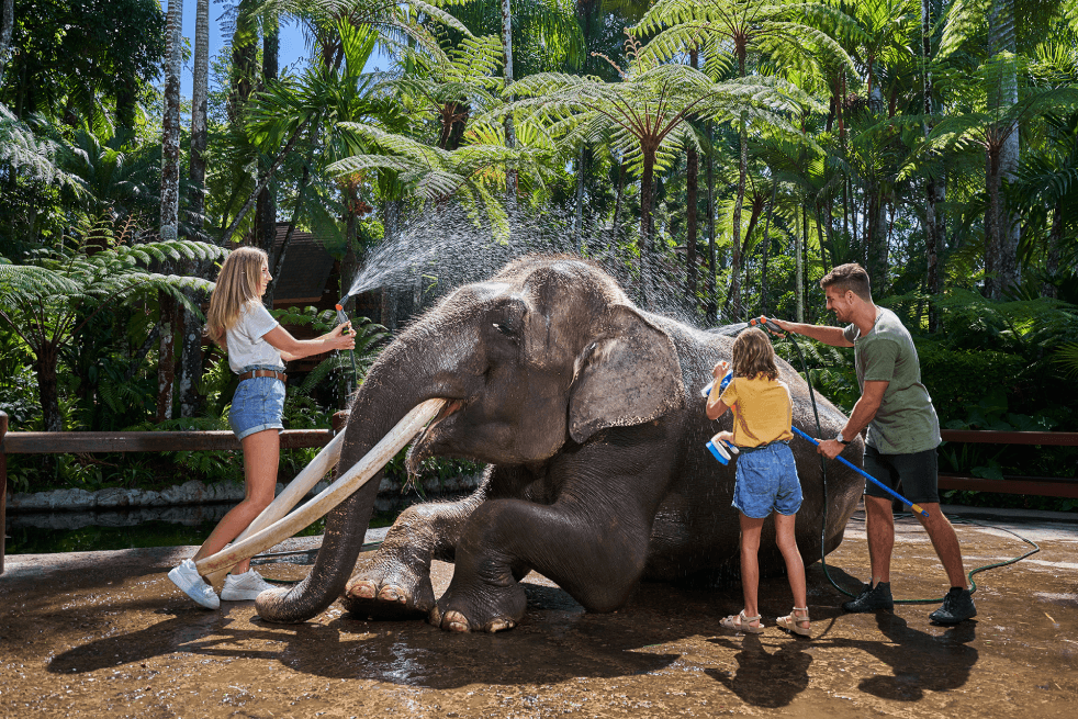 Jumbo Wash The Elephant & Safari Ride