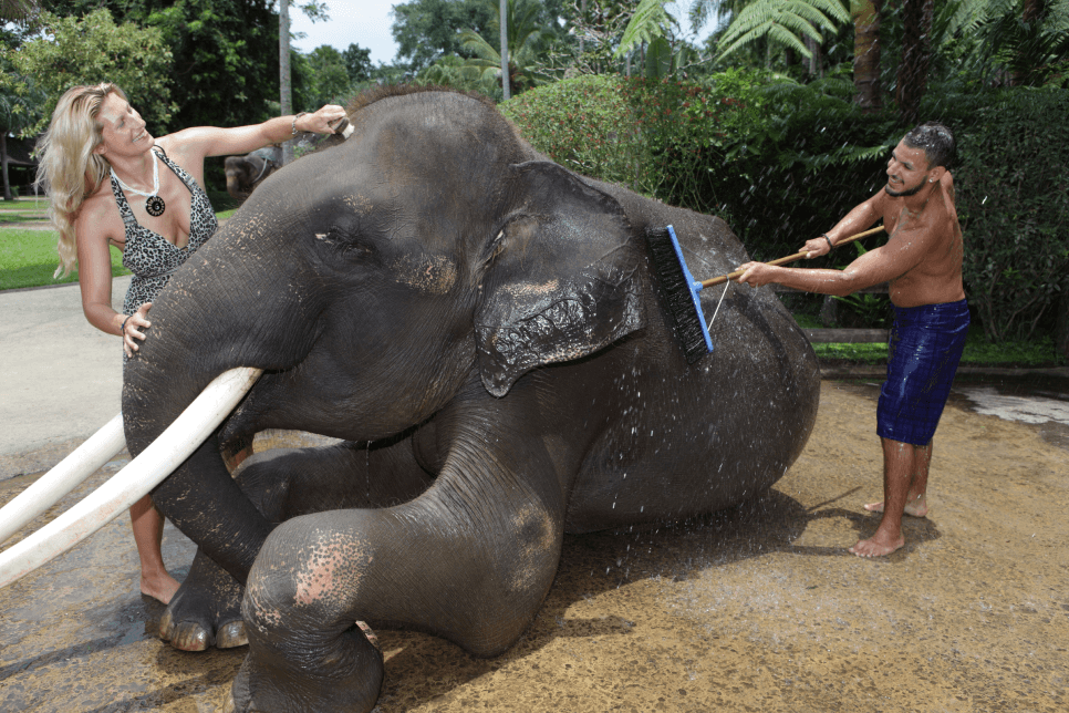 Jumbo Wash The Elephant & Safari Ride2