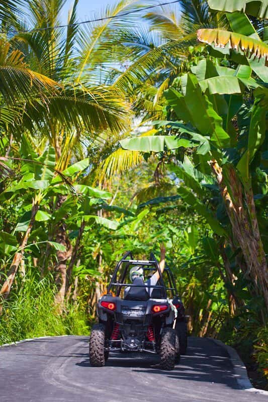 Jungle Buggies4