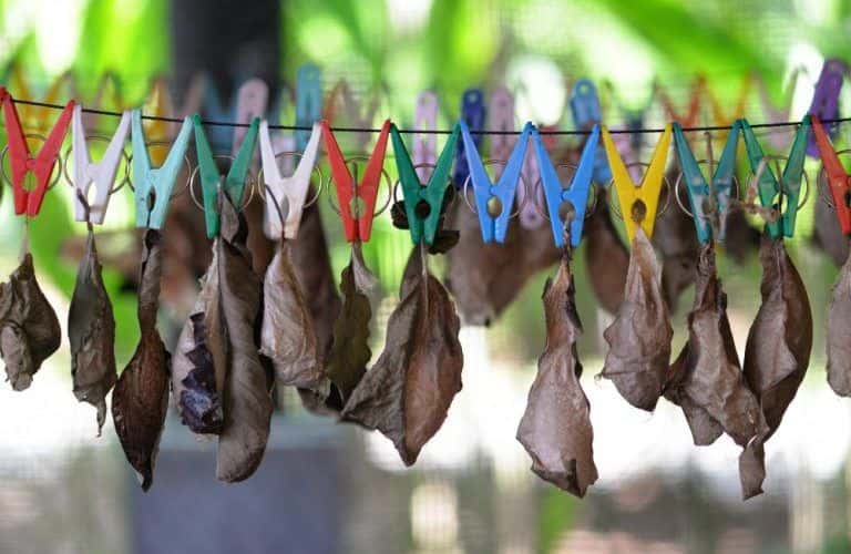 Kemenuh Butterfly Park3