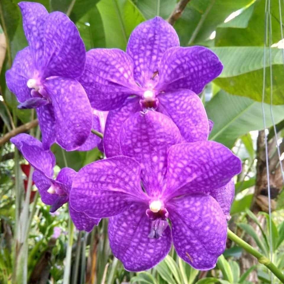 Kemenuh Butterfly Park4