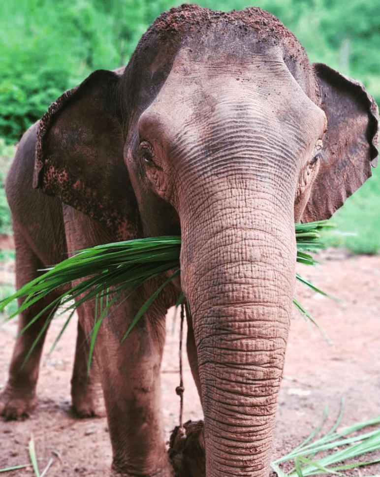 Hug Elephant Sanctuary Chiangmai2
