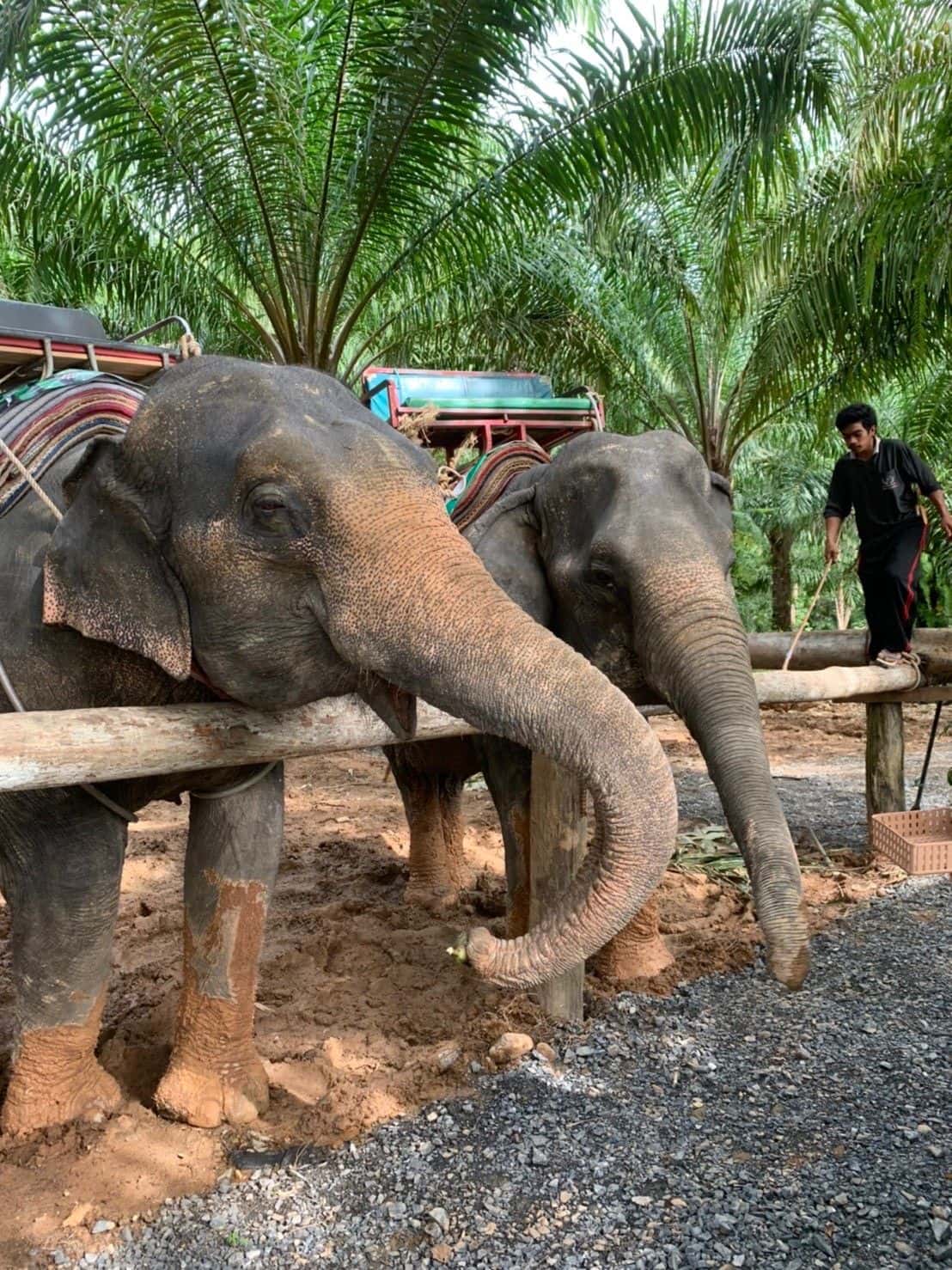 Join Tour White Water Rafting, Flying Fox, Jungle Walk, ATV Adventure and Elephant Trekking from Phuket1