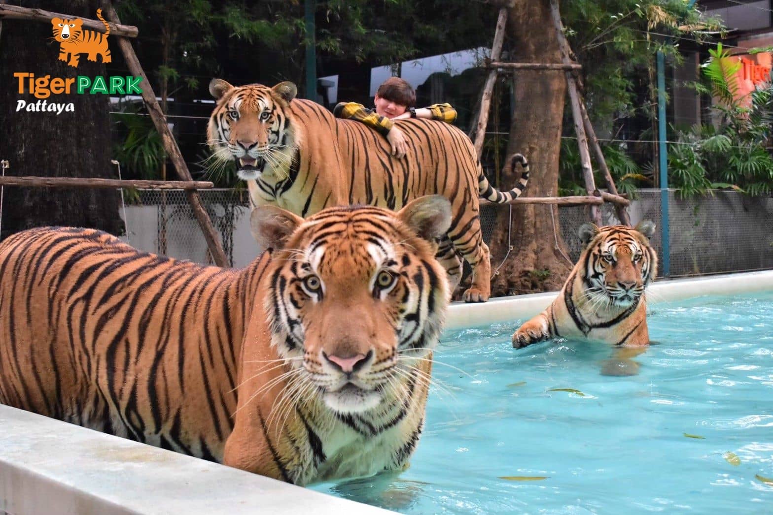 Tiger Park I Pattaya