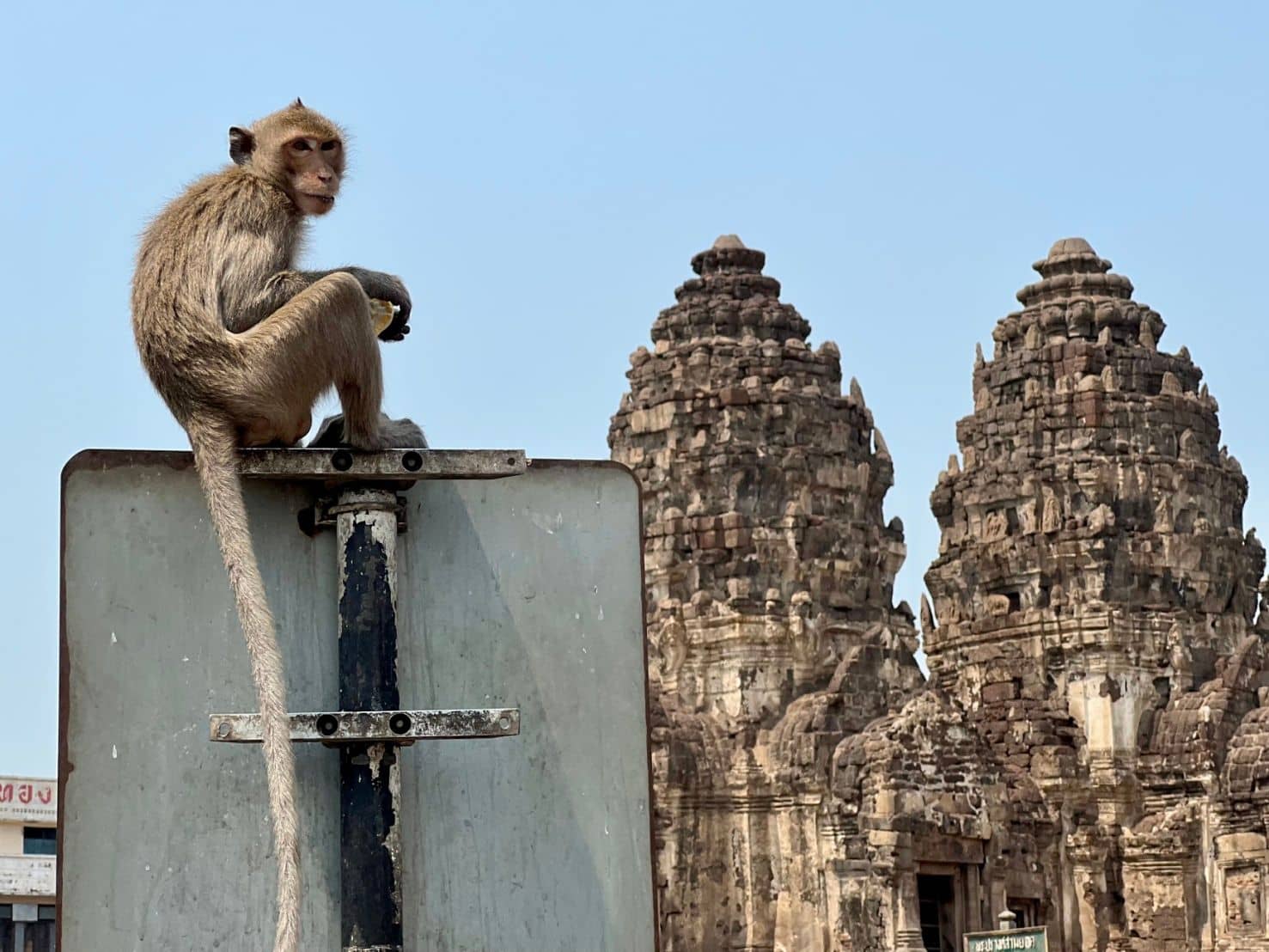 Unseen Lopburi: The Land of Monkey