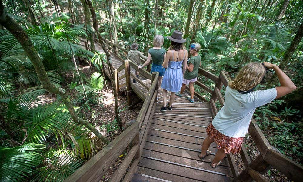 1 Day Daintree Rainforest, Cape Tribulation and Bloomfield Track Tour2