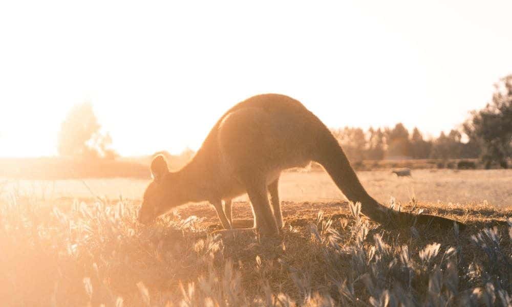 12 Apostles, Otways & Great Ocean Road Private Tour from Melbourne2