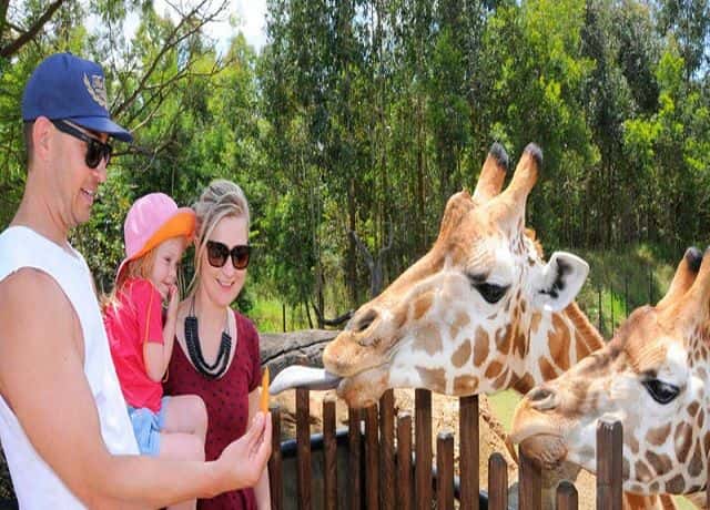 Australia Zoo Entry with Sunshine Coast Hotel Transfers3