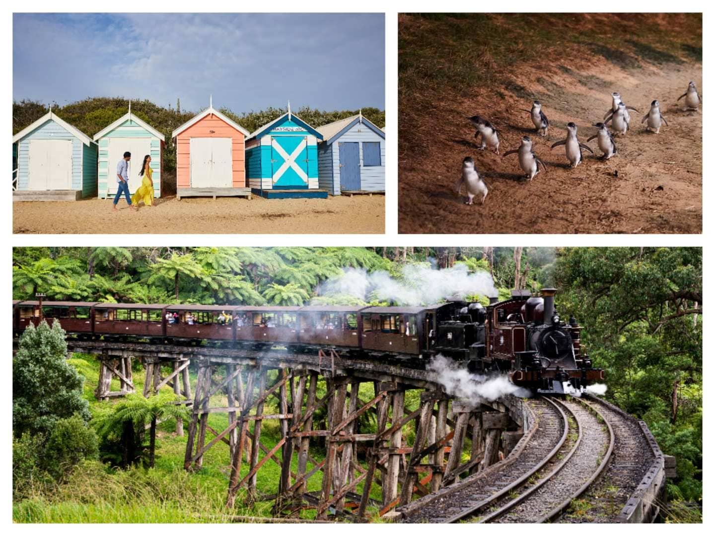 Brighton Bathing boxes, Puffing Billy Steam Train & Penguin Parade-1 Day Tour(Chinese Speaking Guide )| Melbourne