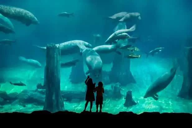 River Safari1