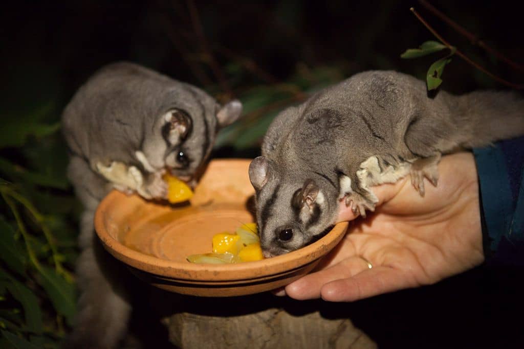 Exclusive Night Tours Bonorong Wildlife Sanctuary