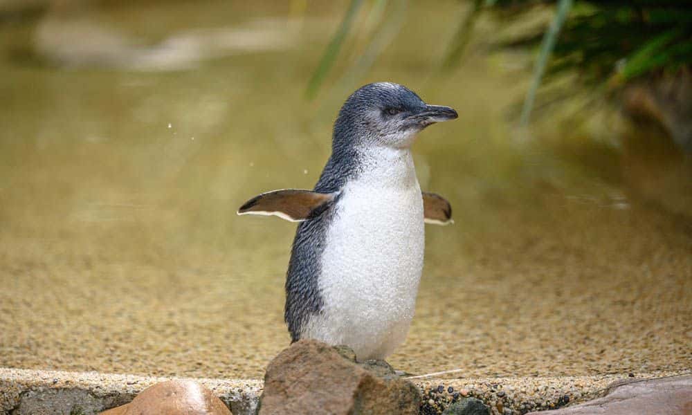 Featherdale Sydney Wildlife Park Entry Tickets4