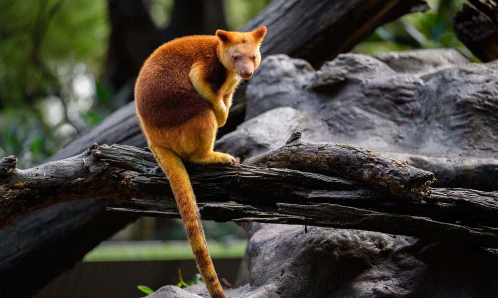 Featherdale Sydney Wildlife Park Entry Tickets3