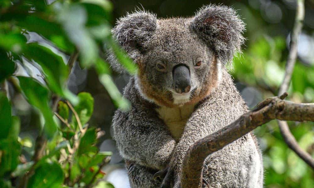 Featherdale Sydney Wildlife Park Entry Tickets1