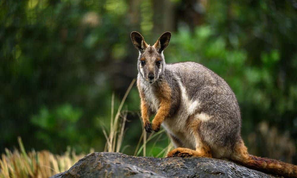 Featherdale Sydney Wildlife Park Entry Tickets2