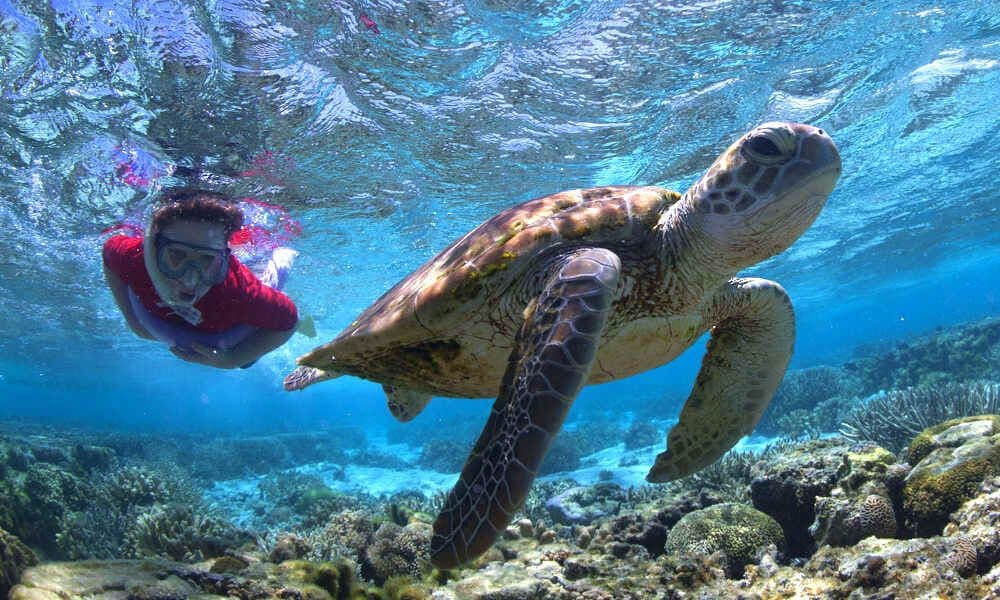 Great Barrier Reef Day Tour from the Gold Coast