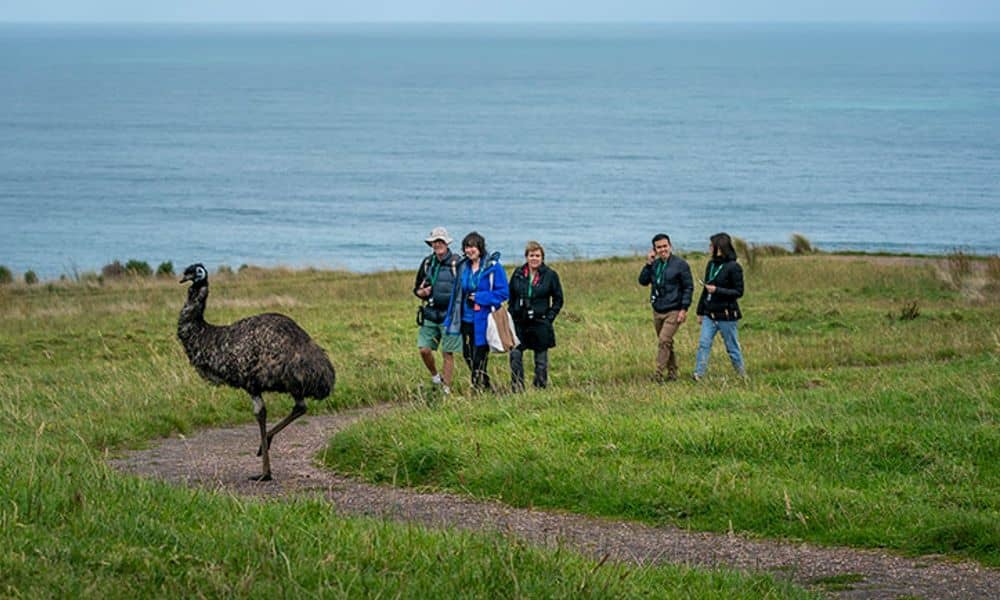 Great Ocean Road Guided Wildlife Walk - 75 Minutes