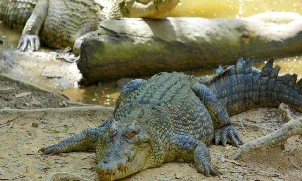 Hartleys Crocodile Adventures General Admission2