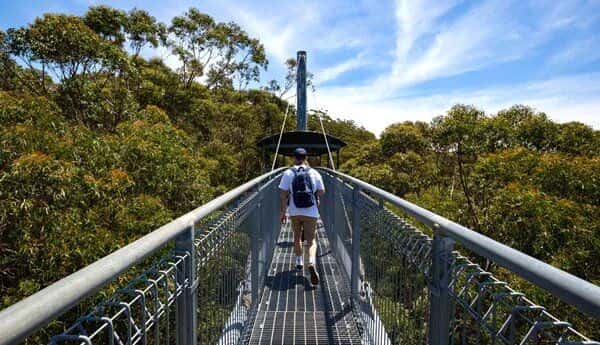 Illawarra Fly Treetop Walk Entry4