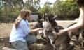Kangaroo Island Full Day Tour from Adelaide including Lunch and Wine Tastings1