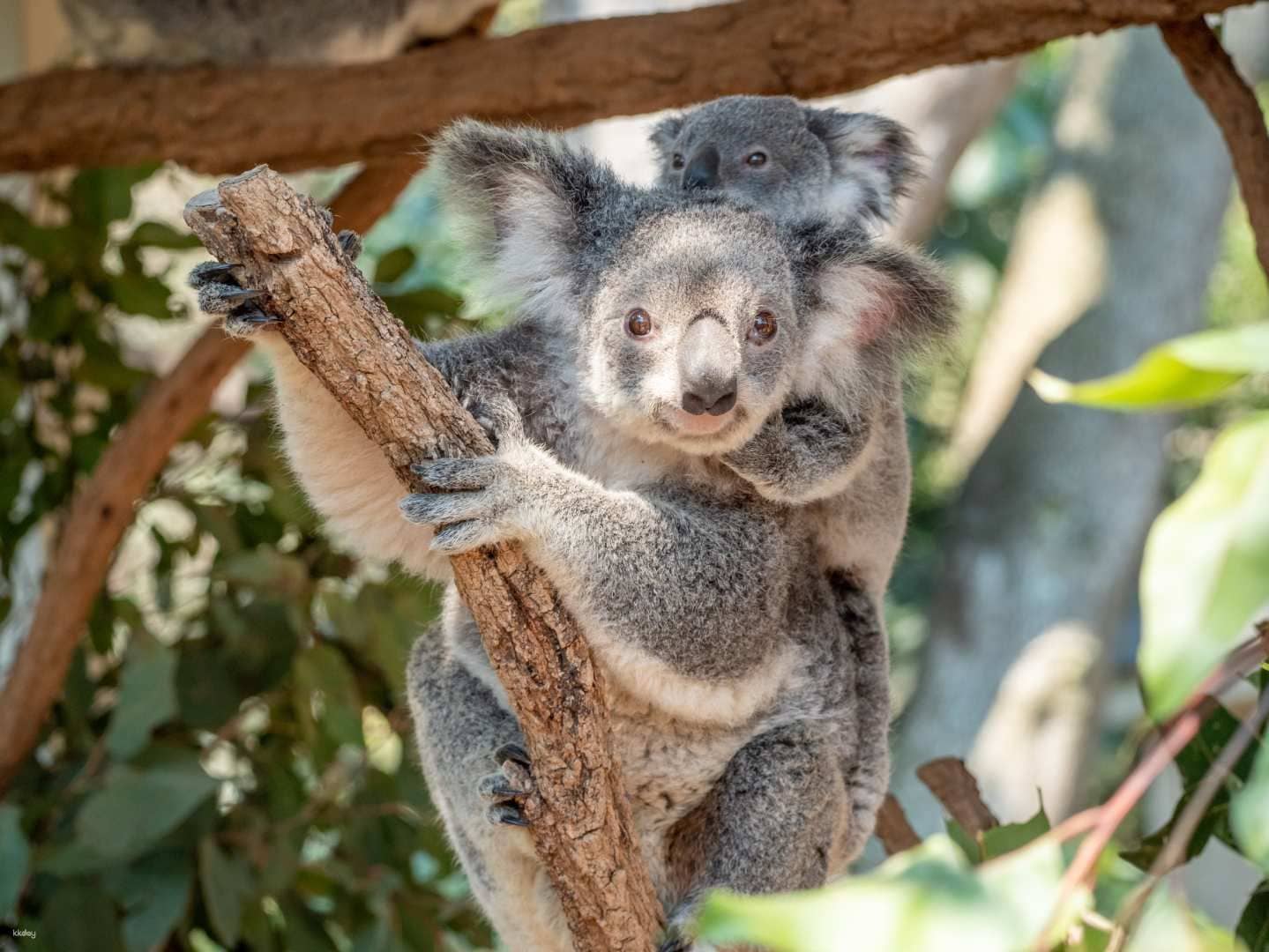Lone Pine Koala Sanctuary Ticket | Brisbane