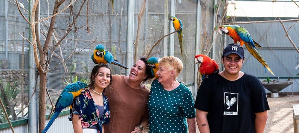 Maleny Botanic Gardens Aviary Tour