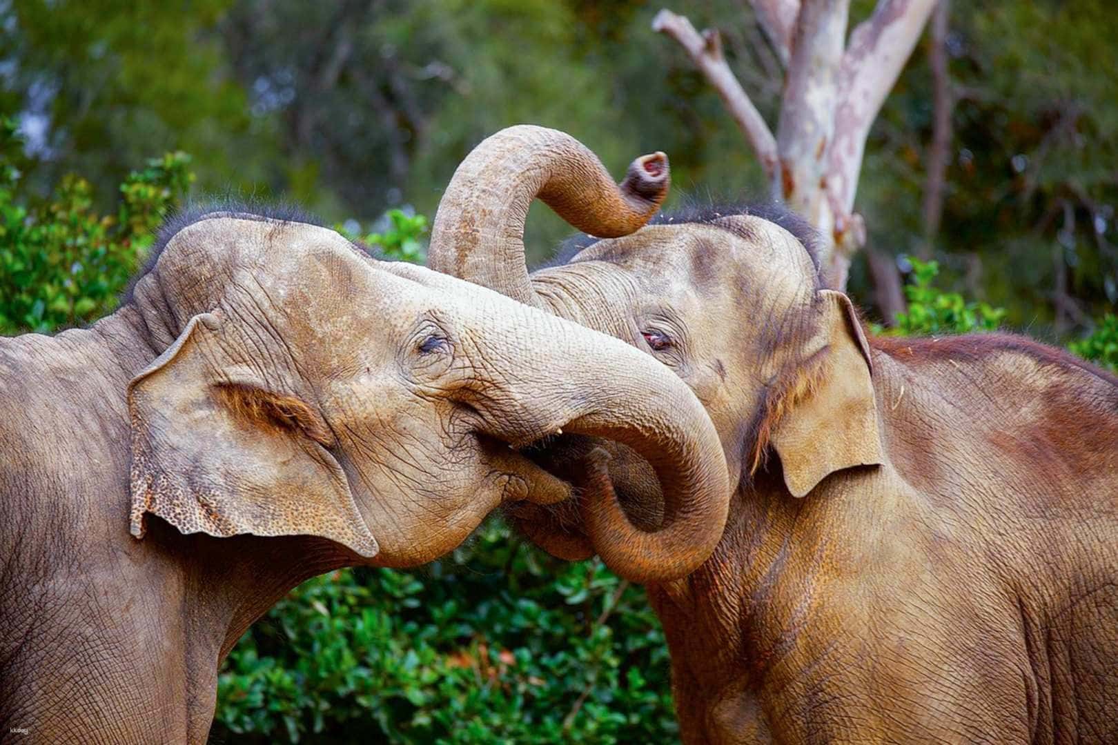 Melbourne Zoo3