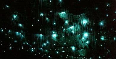 Natural Bridge Glow Worm Tour