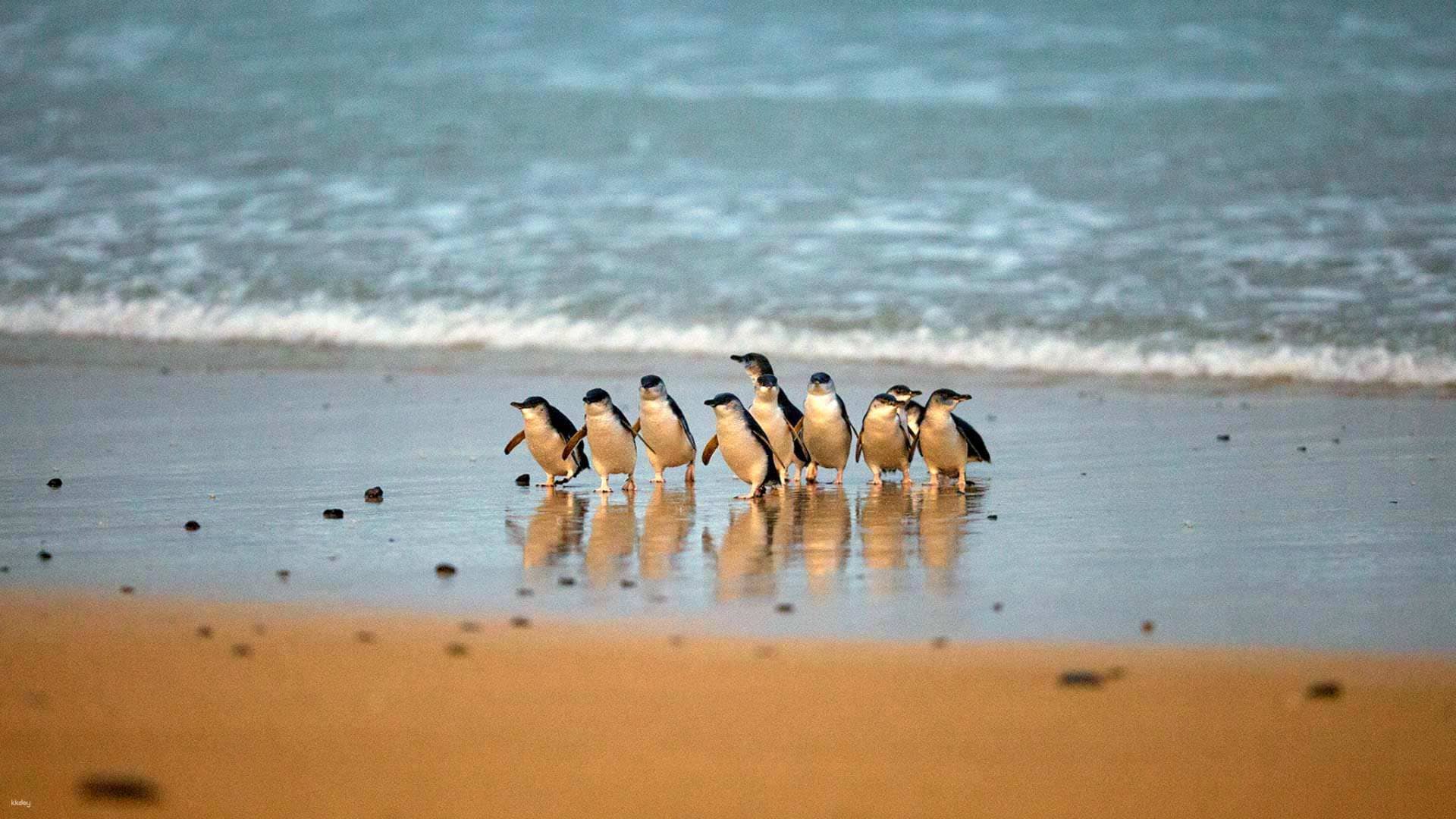 Phillip Island Day Tour: Penguin Parade & Moonlit Sanctuary Wildlife Park | Melbourne