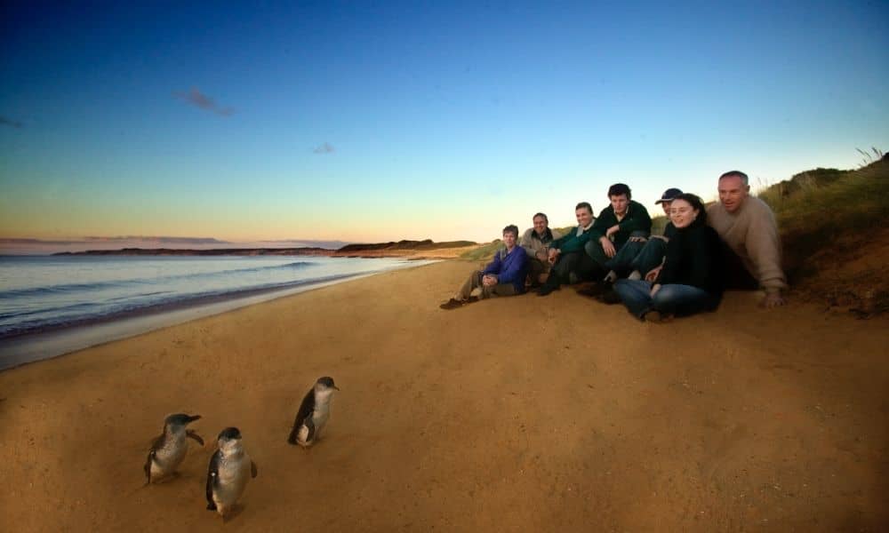 Phillip Island Penguin Parade Ultimate Tour