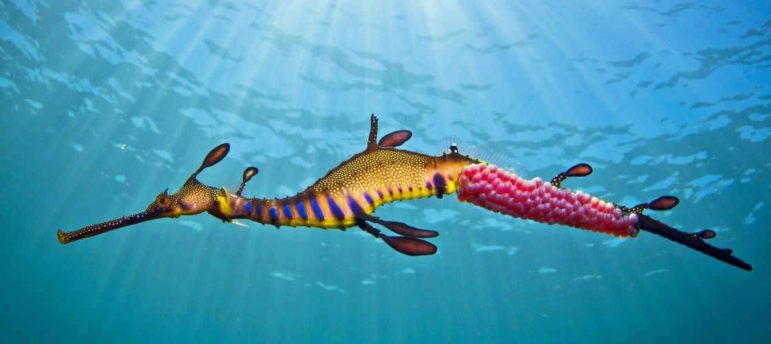 Scuba Diving Mornington Peninsula with Weedy Sea Dragons