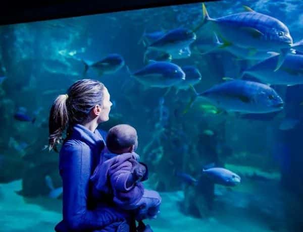 SEA LIFE Melbourne Aquarium4