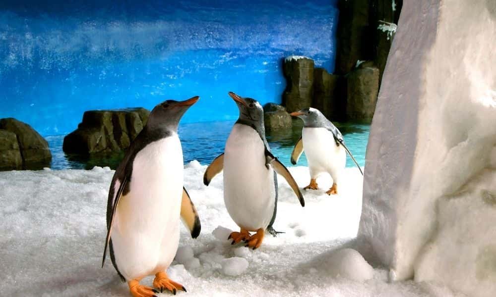 SEA LIFE Melbourne Aquarium Entry Tickets1