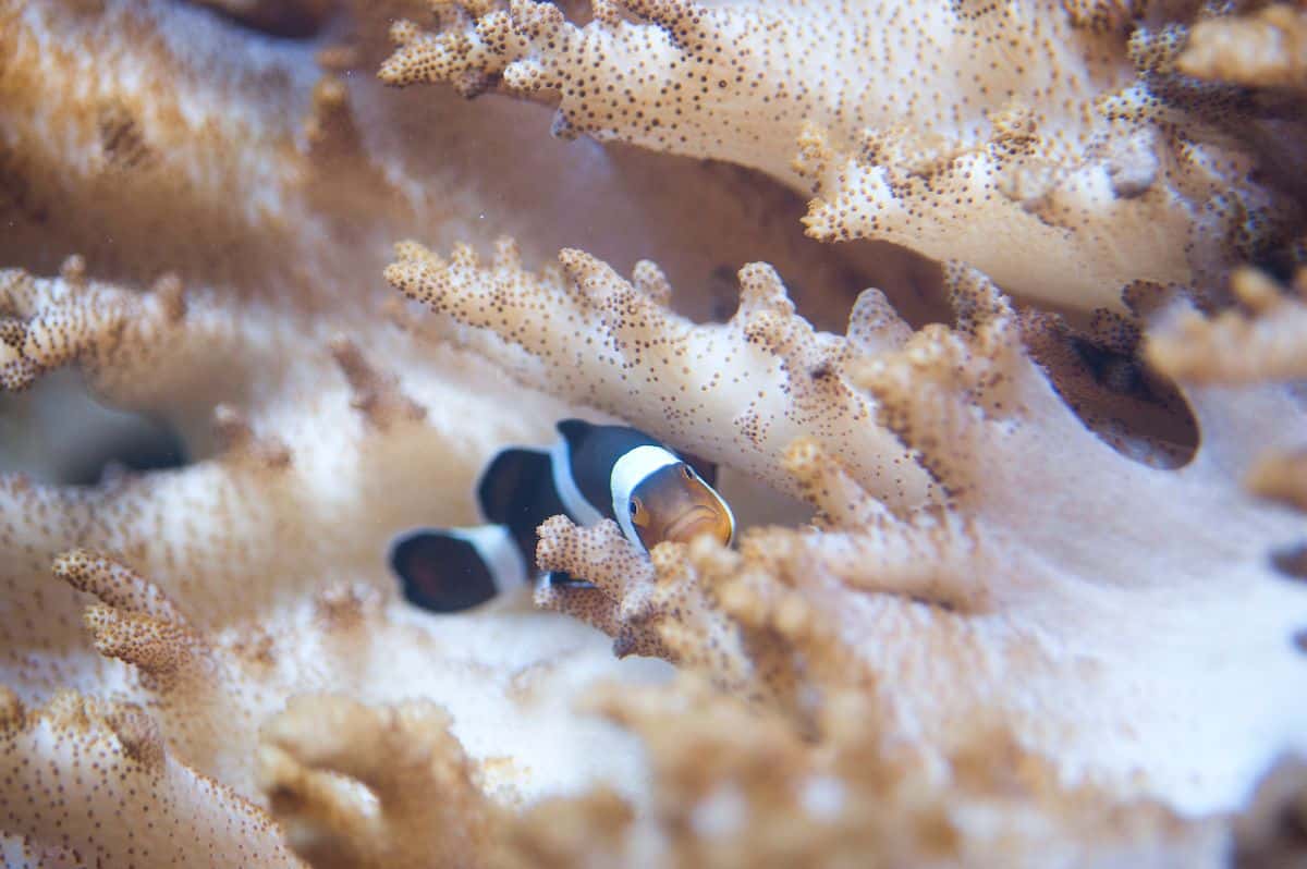 SEA LIFE Sydney2