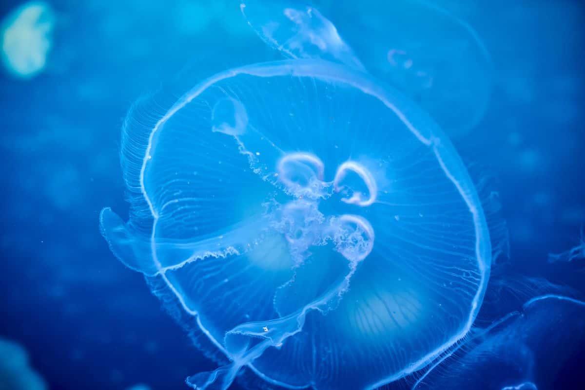 SEA LIFE Sydney1