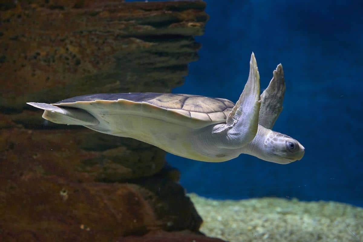 SEA LIFE Sydney