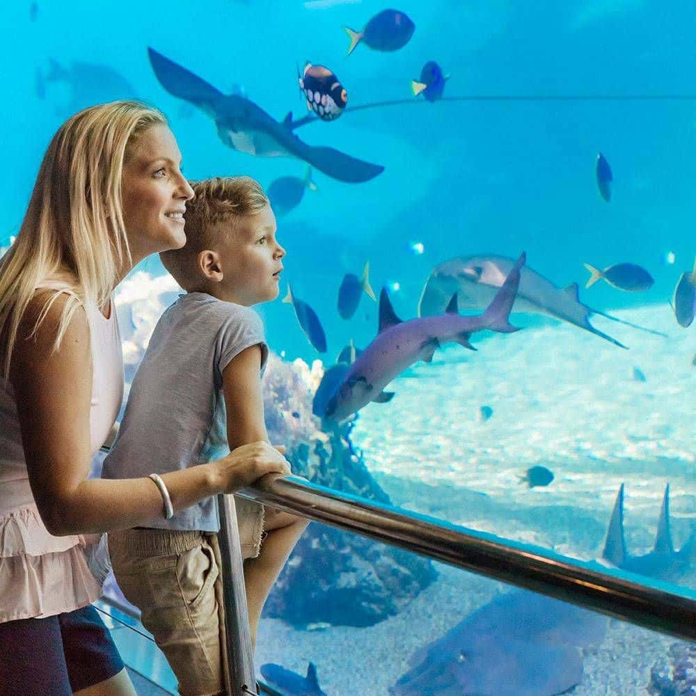 Sea World Inbound 24/251