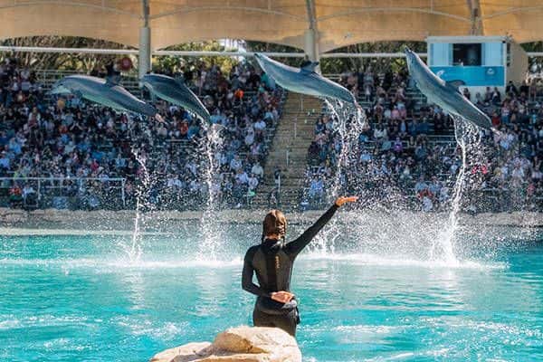 Sea World Inbound 24/252