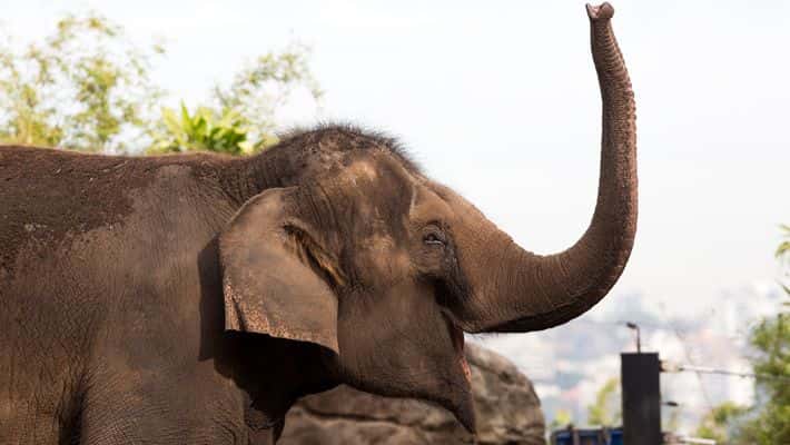Taronga Zoo Entry and 1-Day Harbour Ferry Pass3